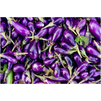 Brinjal (32)-5357752-88000.webp